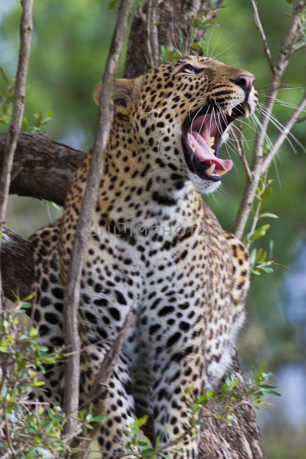 leopard in National Park in Tanzania by moizhusein