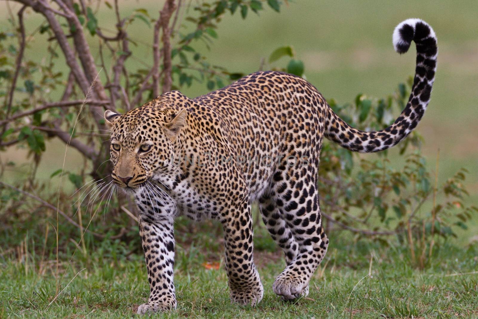 leopard in National Park in Tanzania by moizhusein