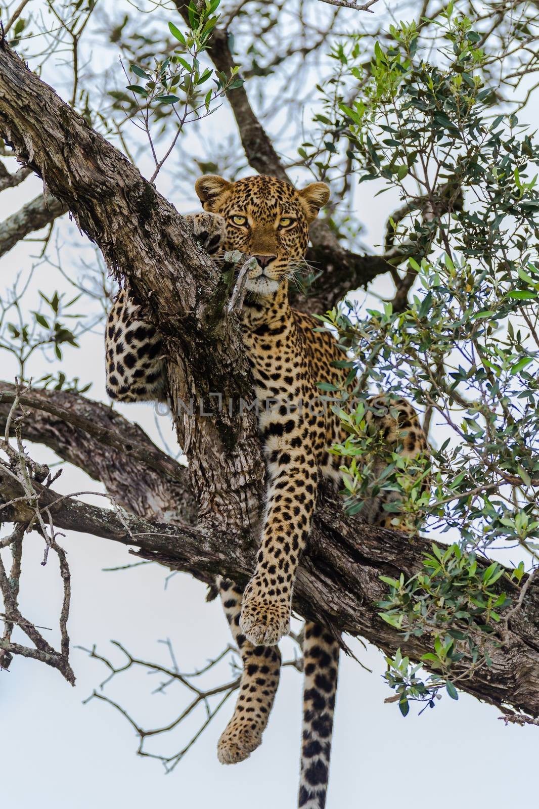 leopard in National Park in Tanzania by moizhusein