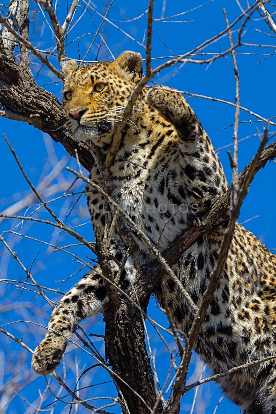 leopard in National Park in Tanzania by moizhusein