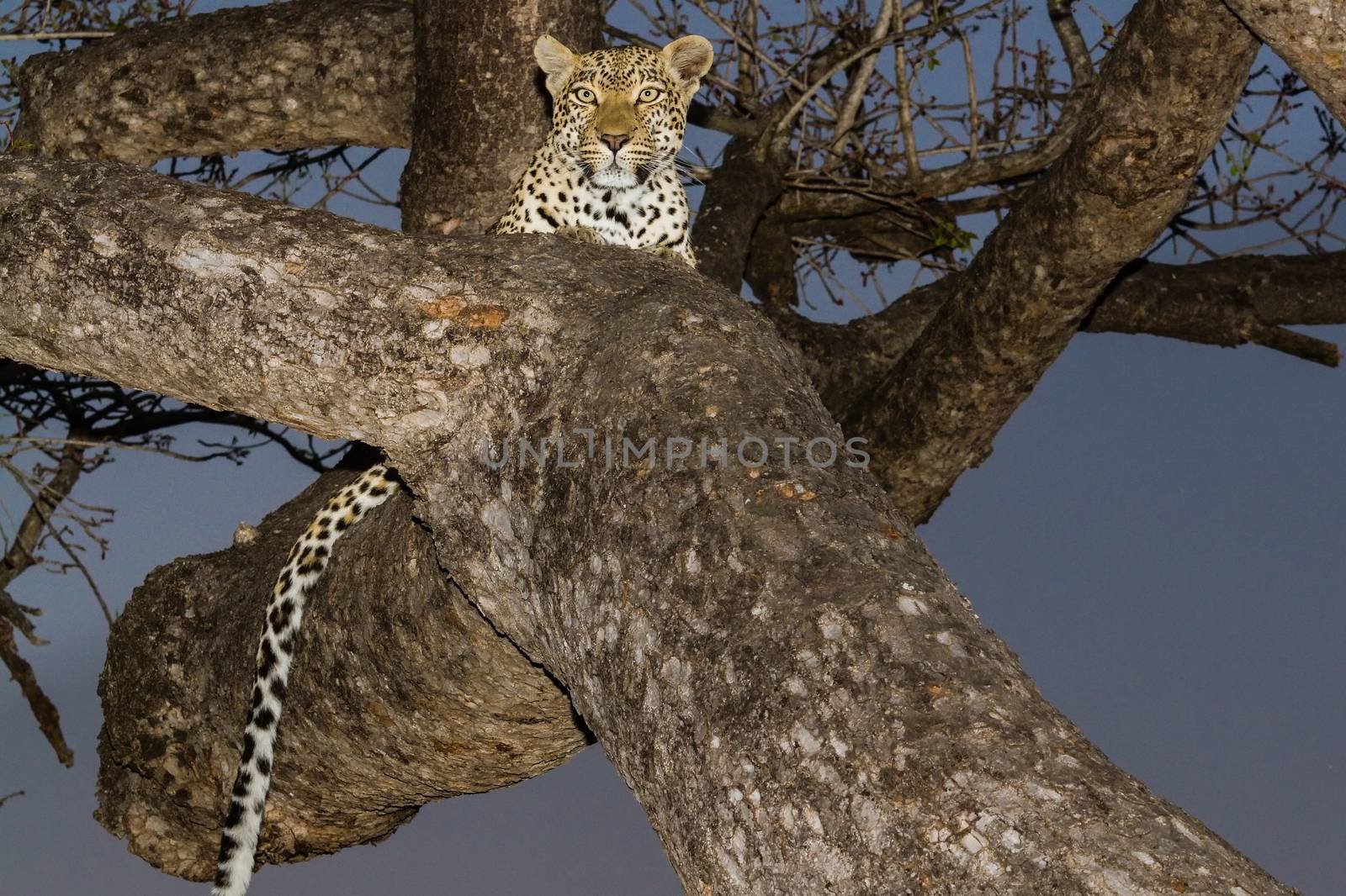 leopard in National Park in Tanzania by moizhusein