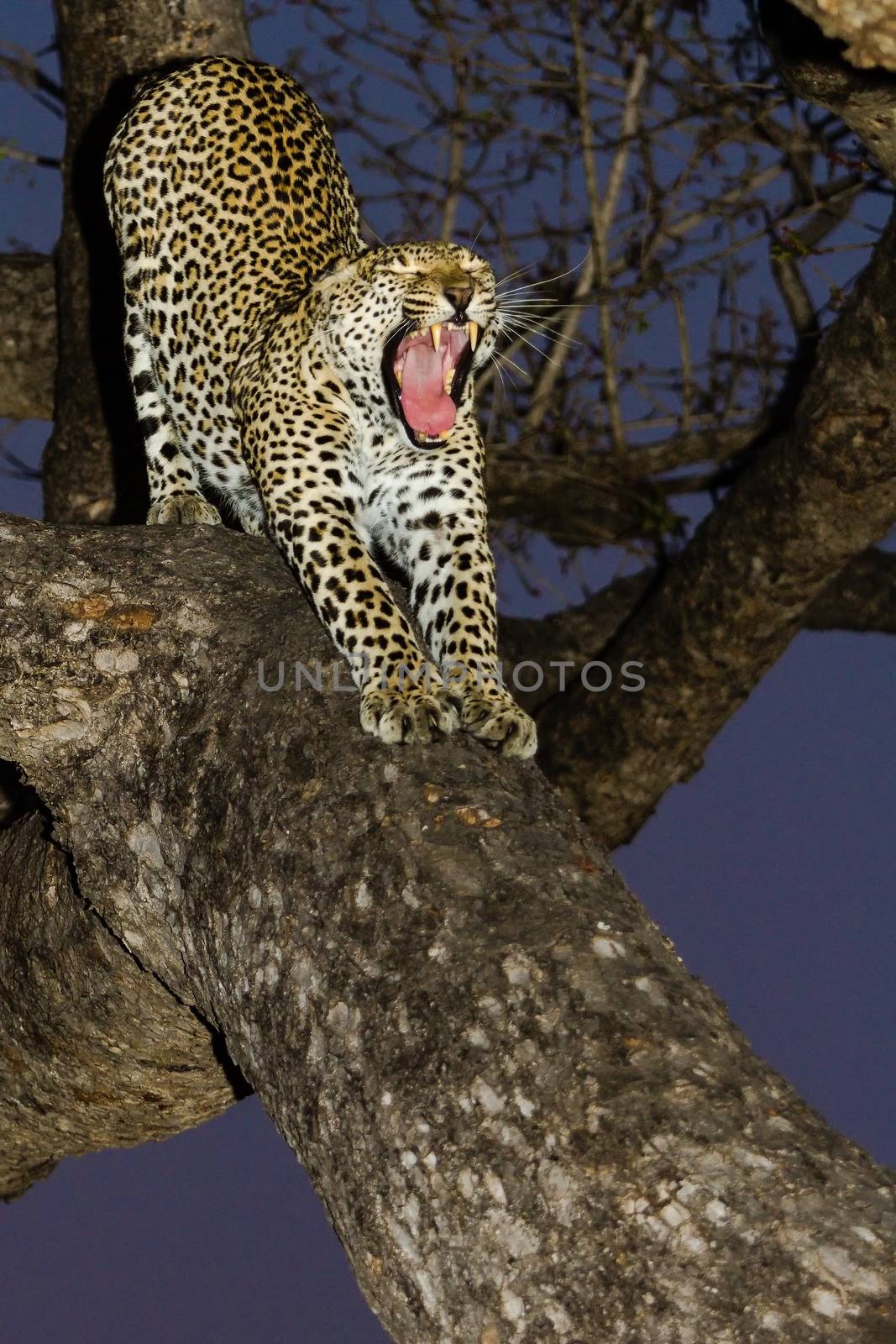 leopard in National Park in Tanzania