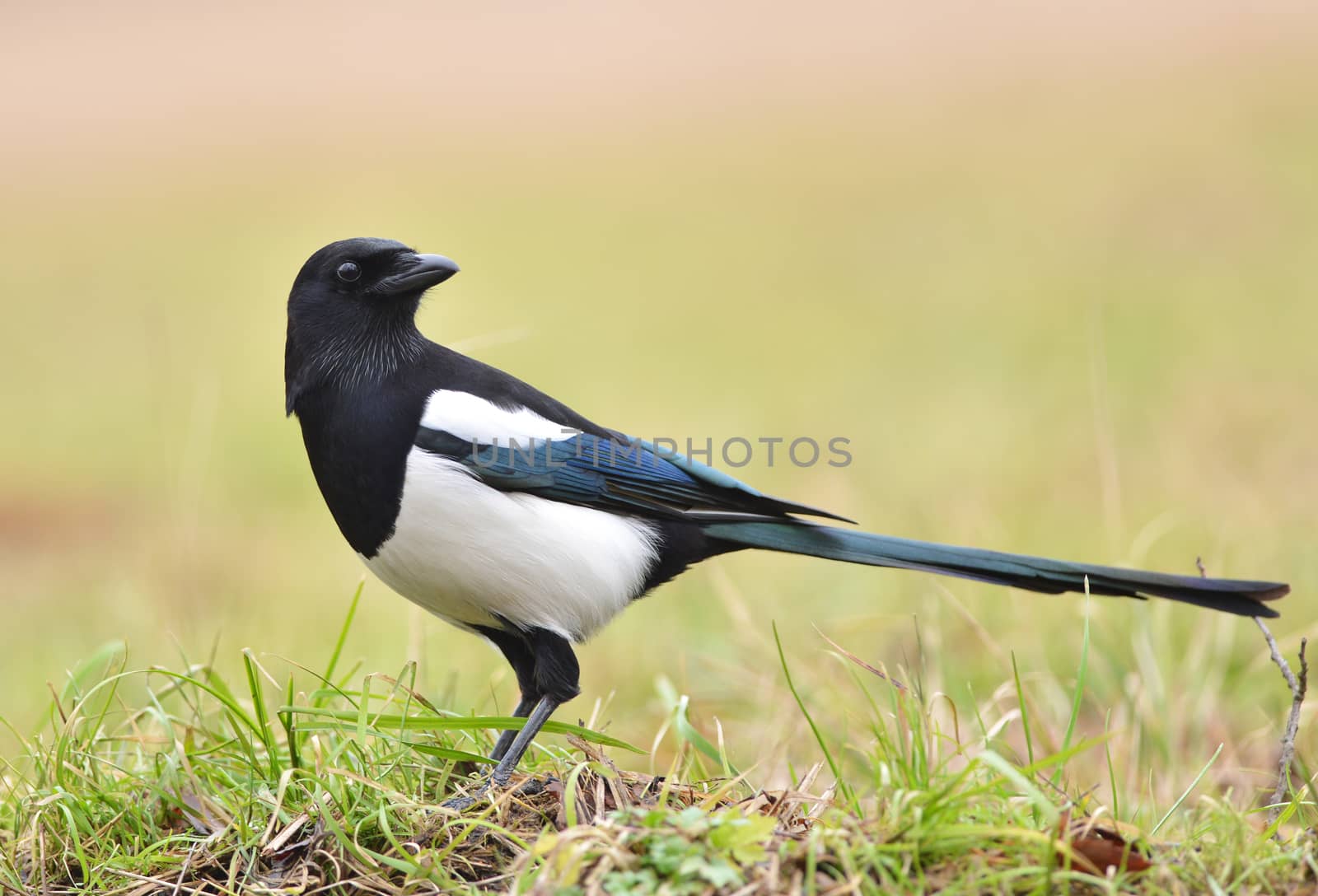 Magpie bird on the grass