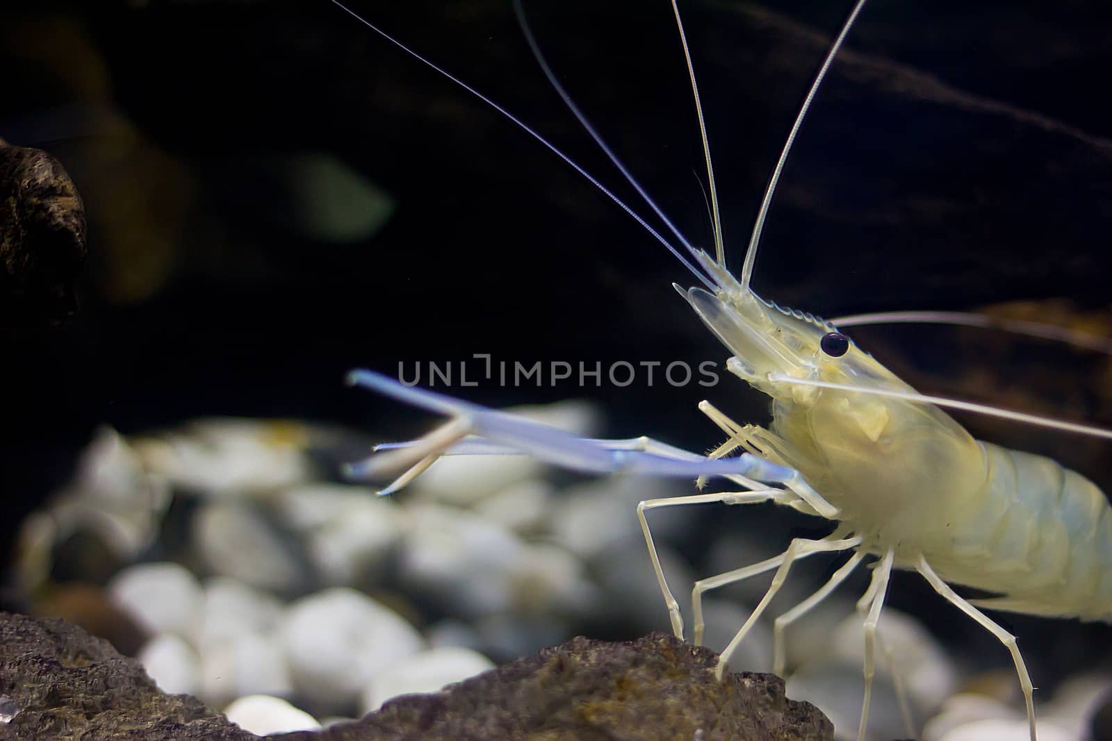 River prawn in the water  by wyoosumran