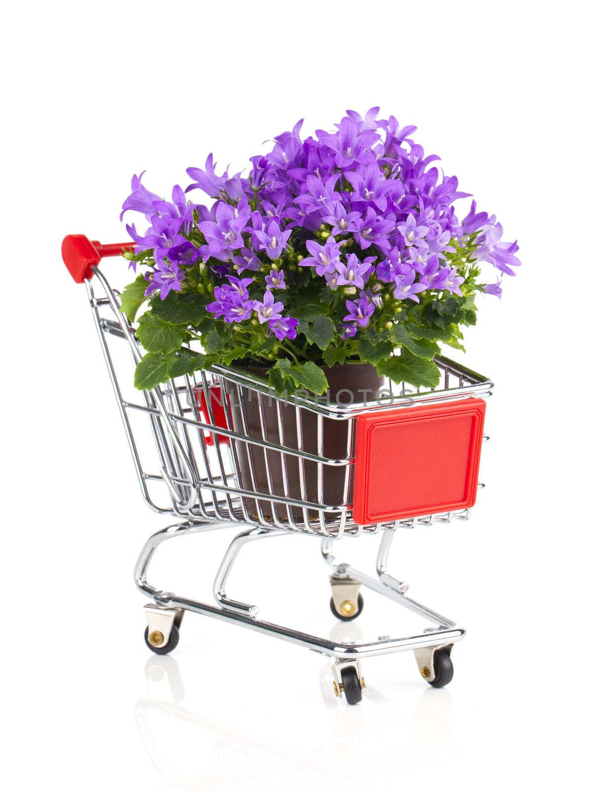 blue campanula flowers in a Shopping cart, on white background by motorolka