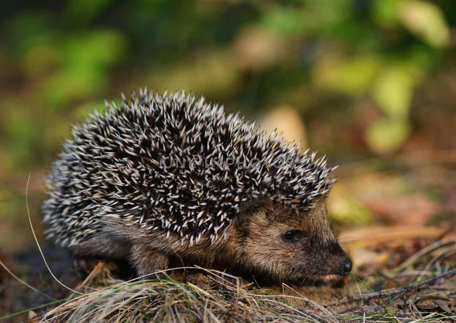 Young hedgehog in natural habitat