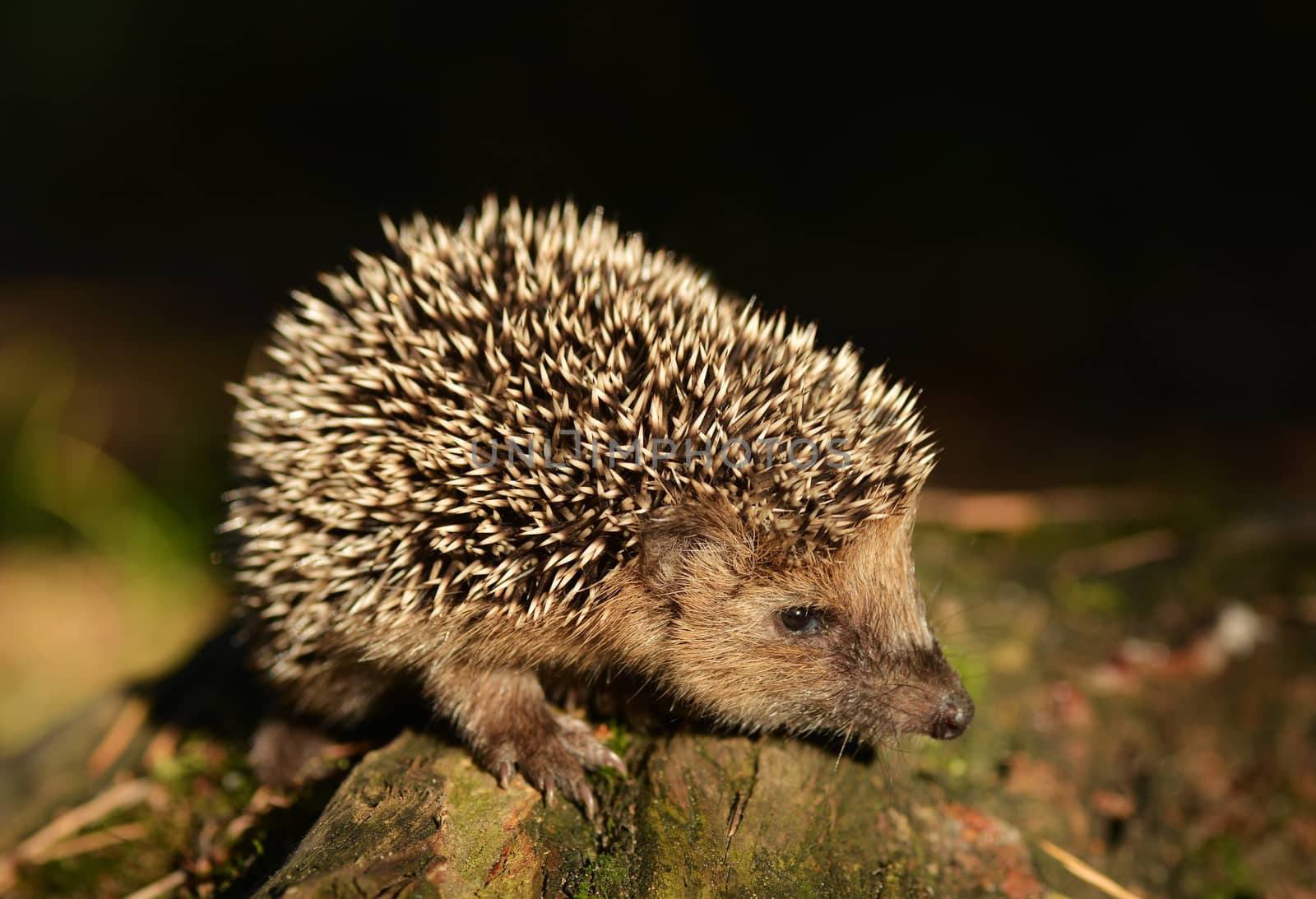 Young hedgehog in natural habitat