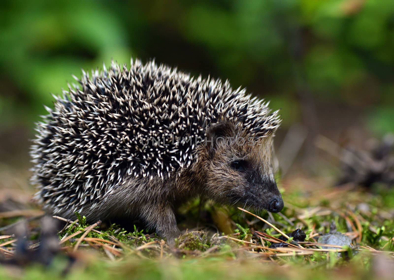 Young hedgehog in natural habitat