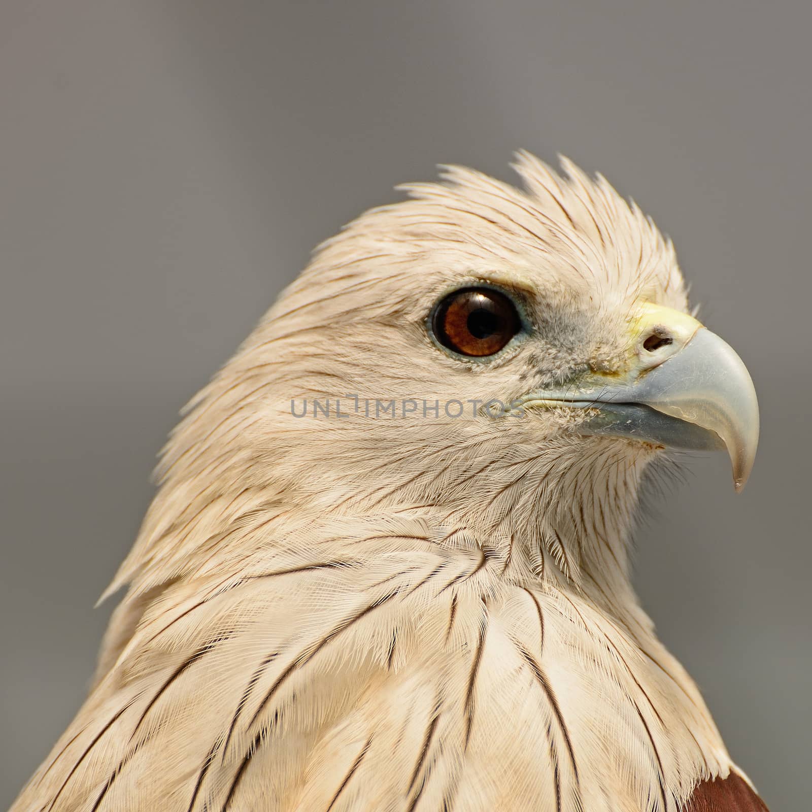 Brahminy Kite (Haliastur indus), face profile