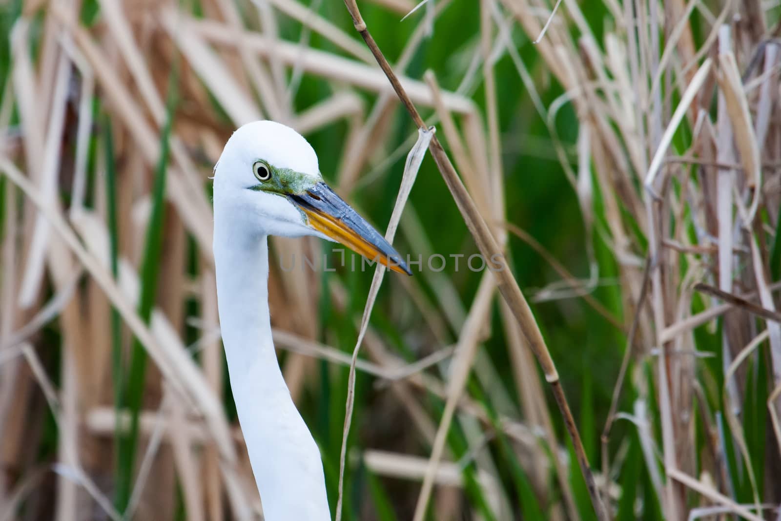 White Heron in grass hiding iin grass