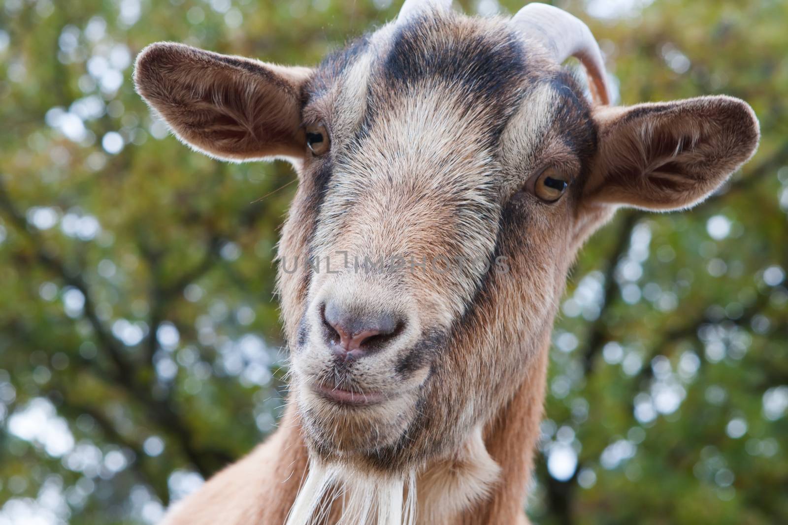 Close up of a curious Billy Goat.