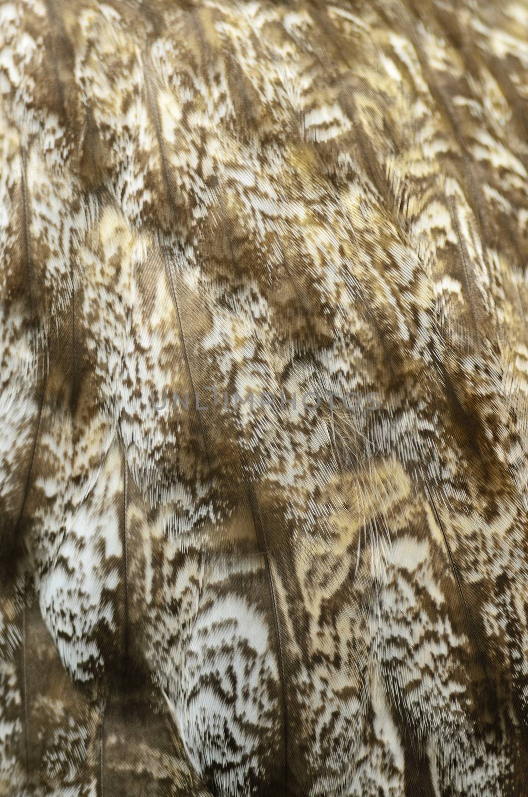 Closeup Great Grey Owl feathers