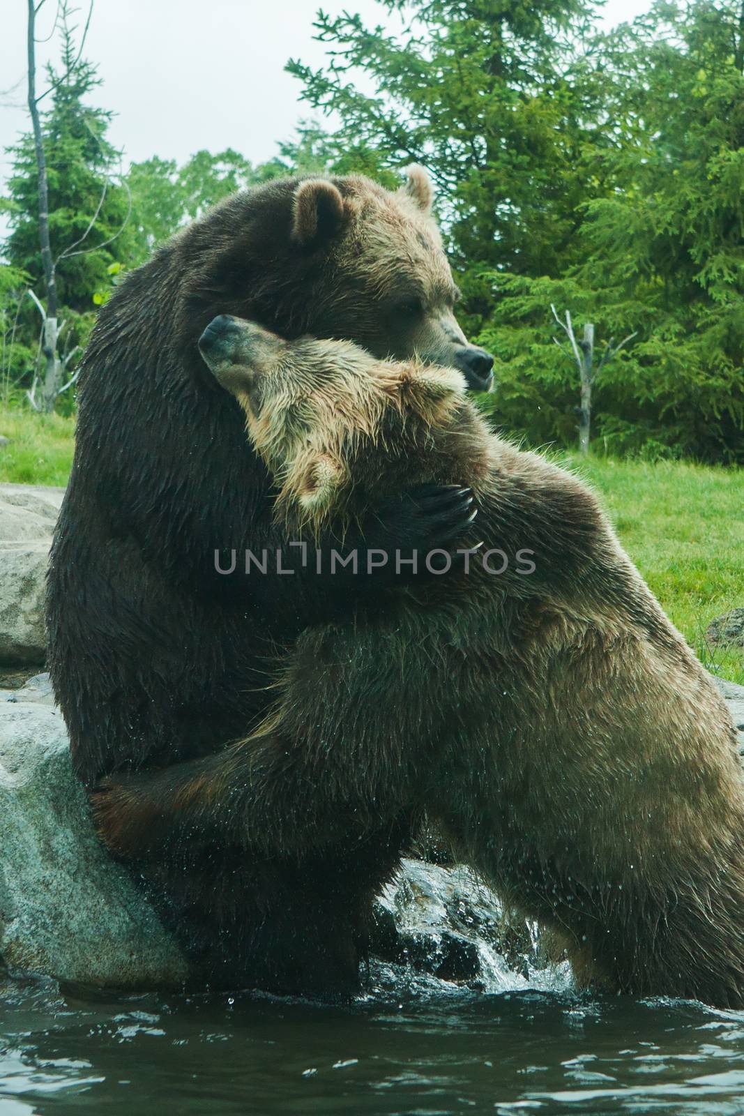 Two Grizzly (Brown) Bears Fighting and playing