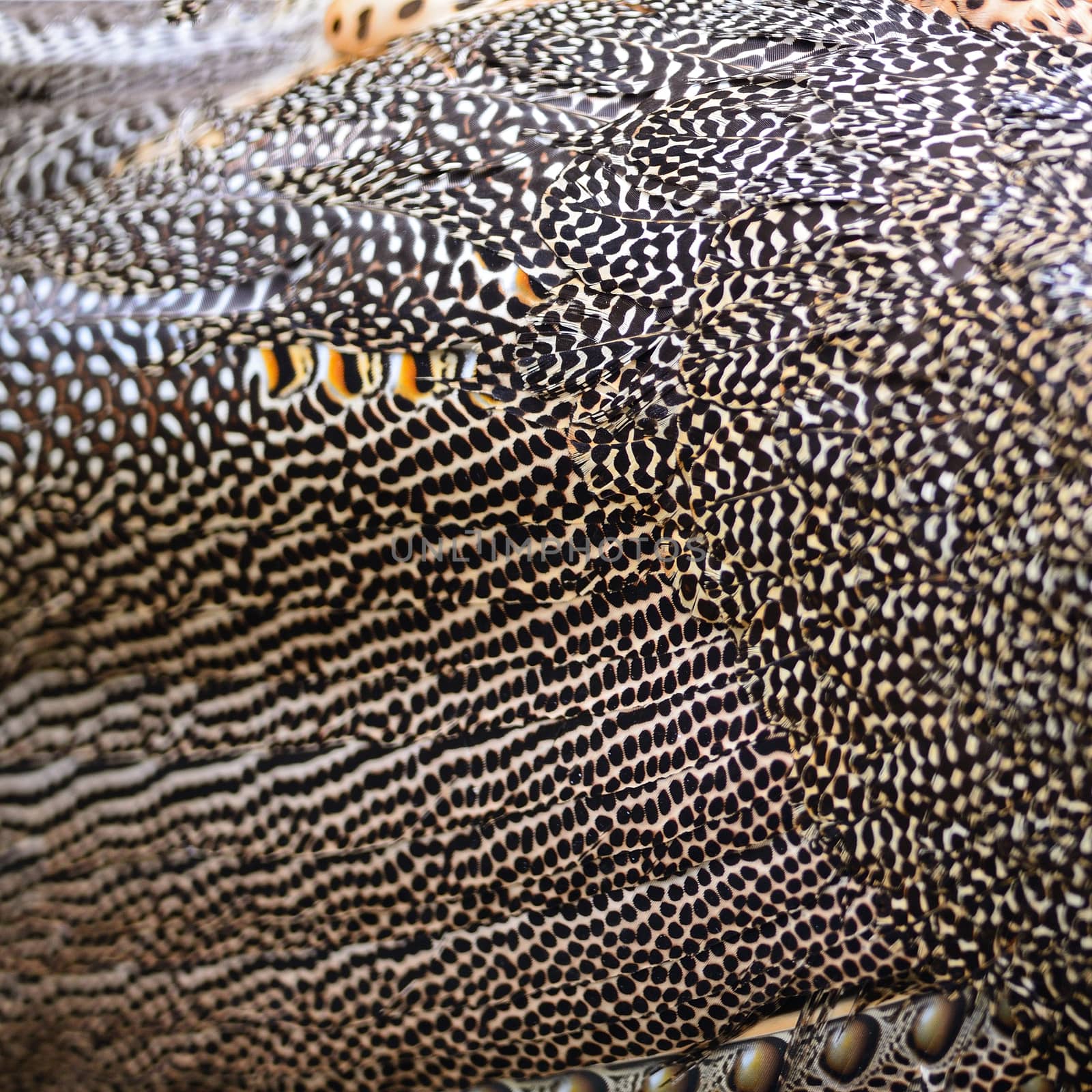 Green Peafowl feather background