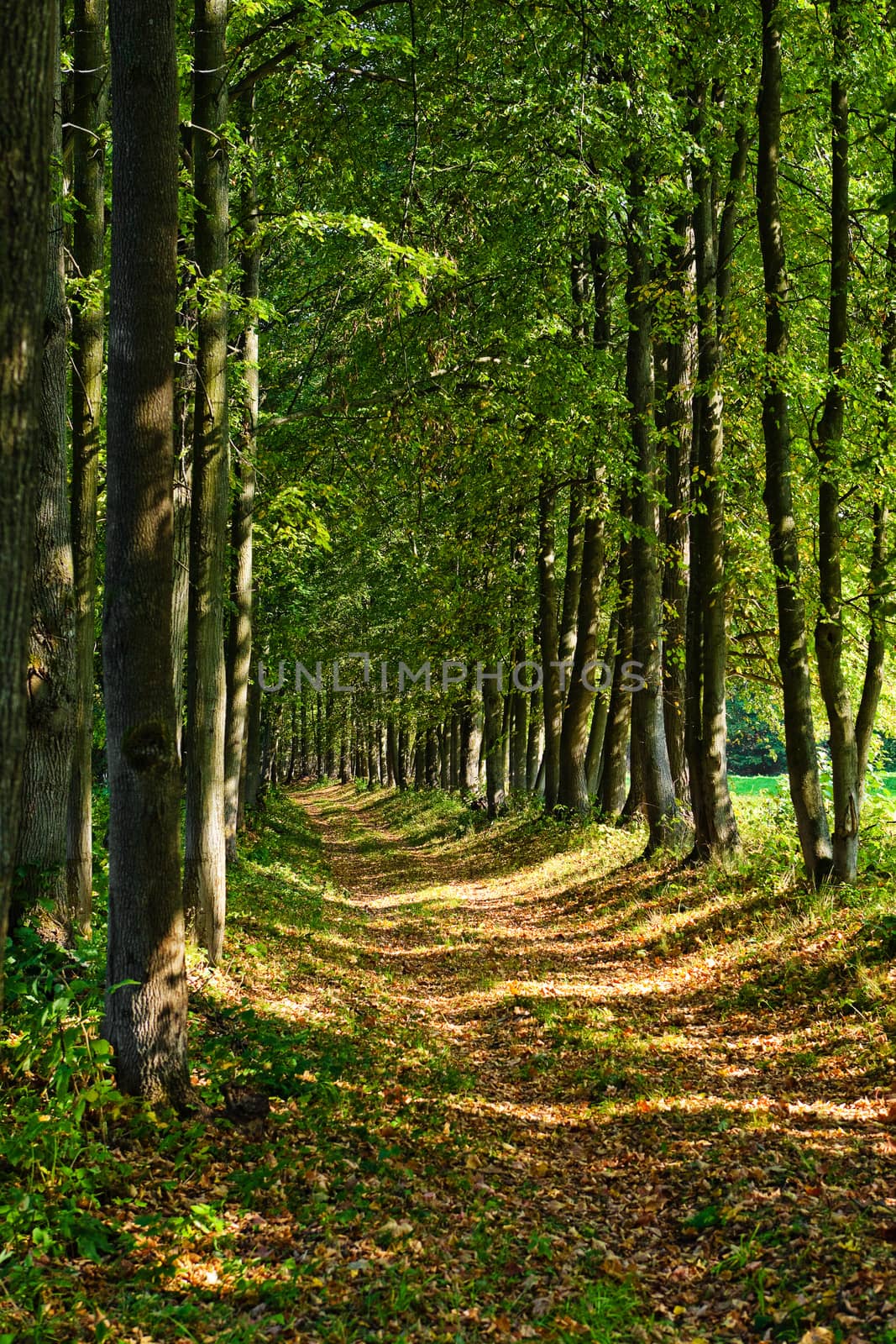straight path in a dense forest