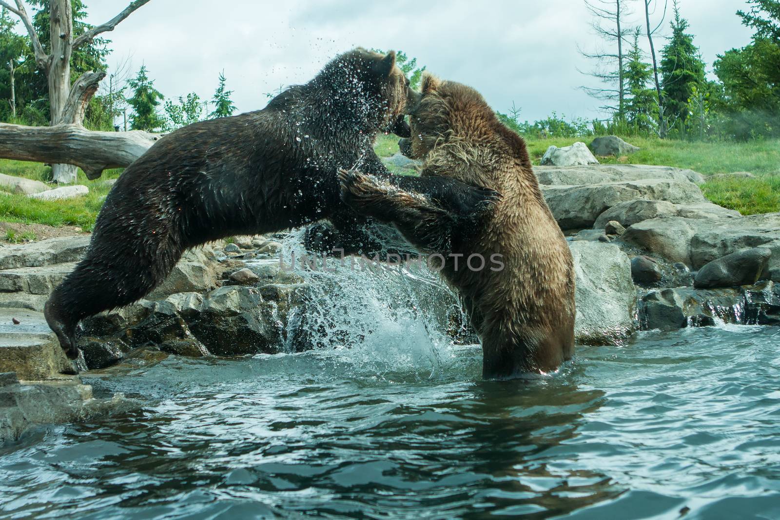 Two Grizzly (Brown) Bears Fighting and playing