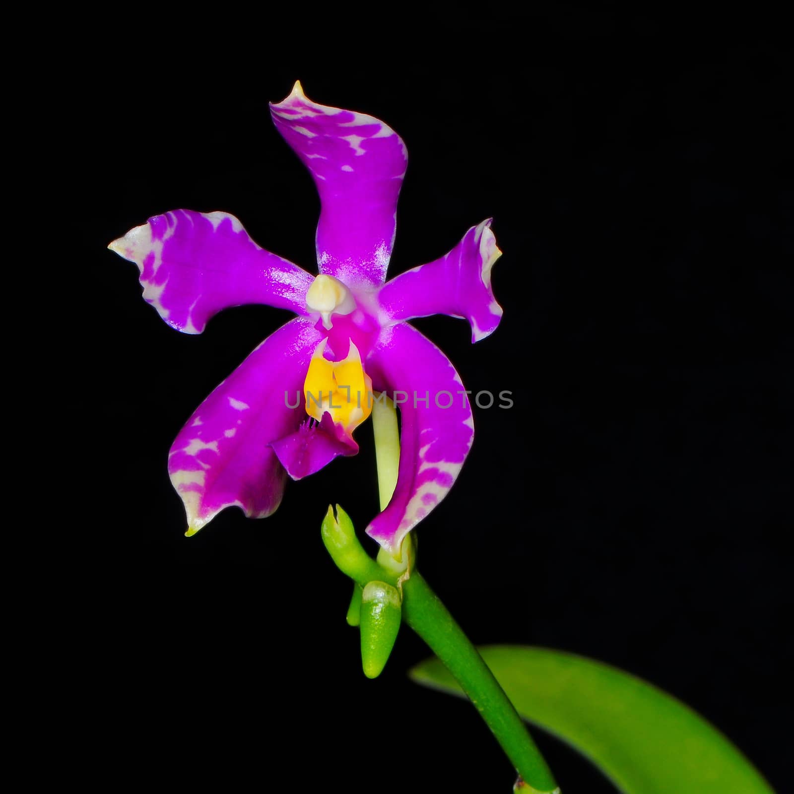 Purple orchid, Phalaenopsis pulchra, isolated on a black background