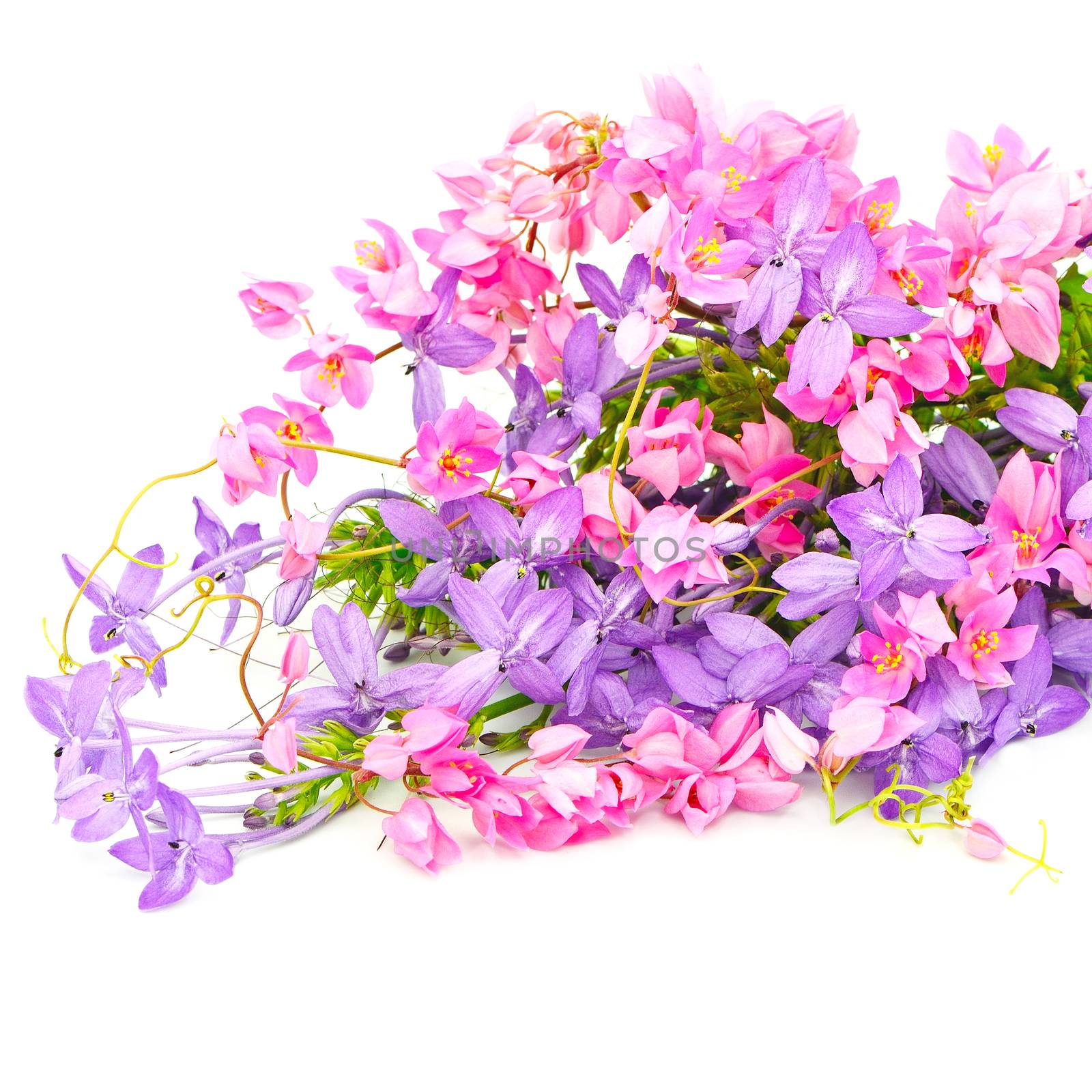 Summer flowers background isolated on a white background