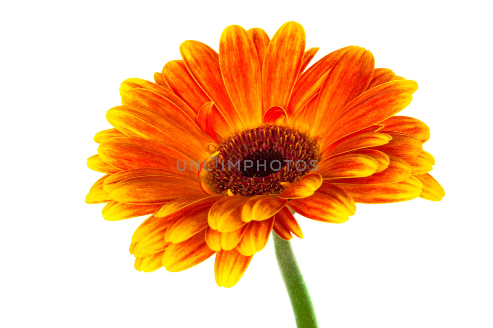 Bright gerbera close up on white background