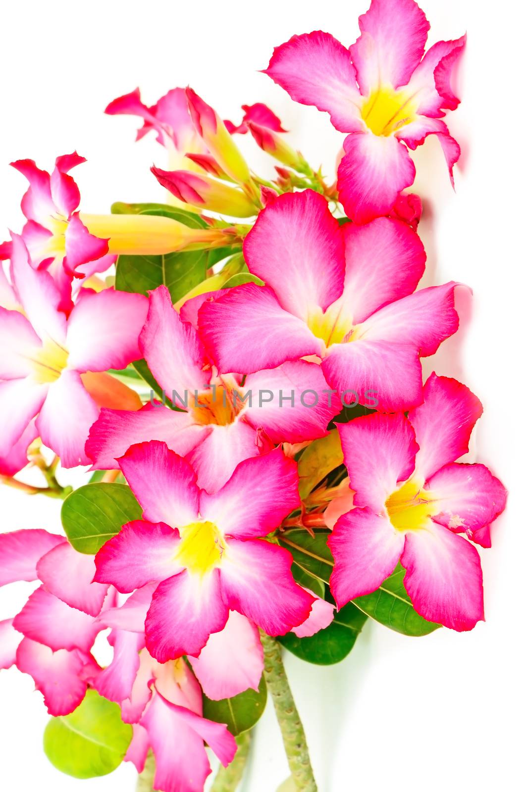 Beautiful flower, blossom of Desert Rose-Impala Lily- Mock Azalea, red form