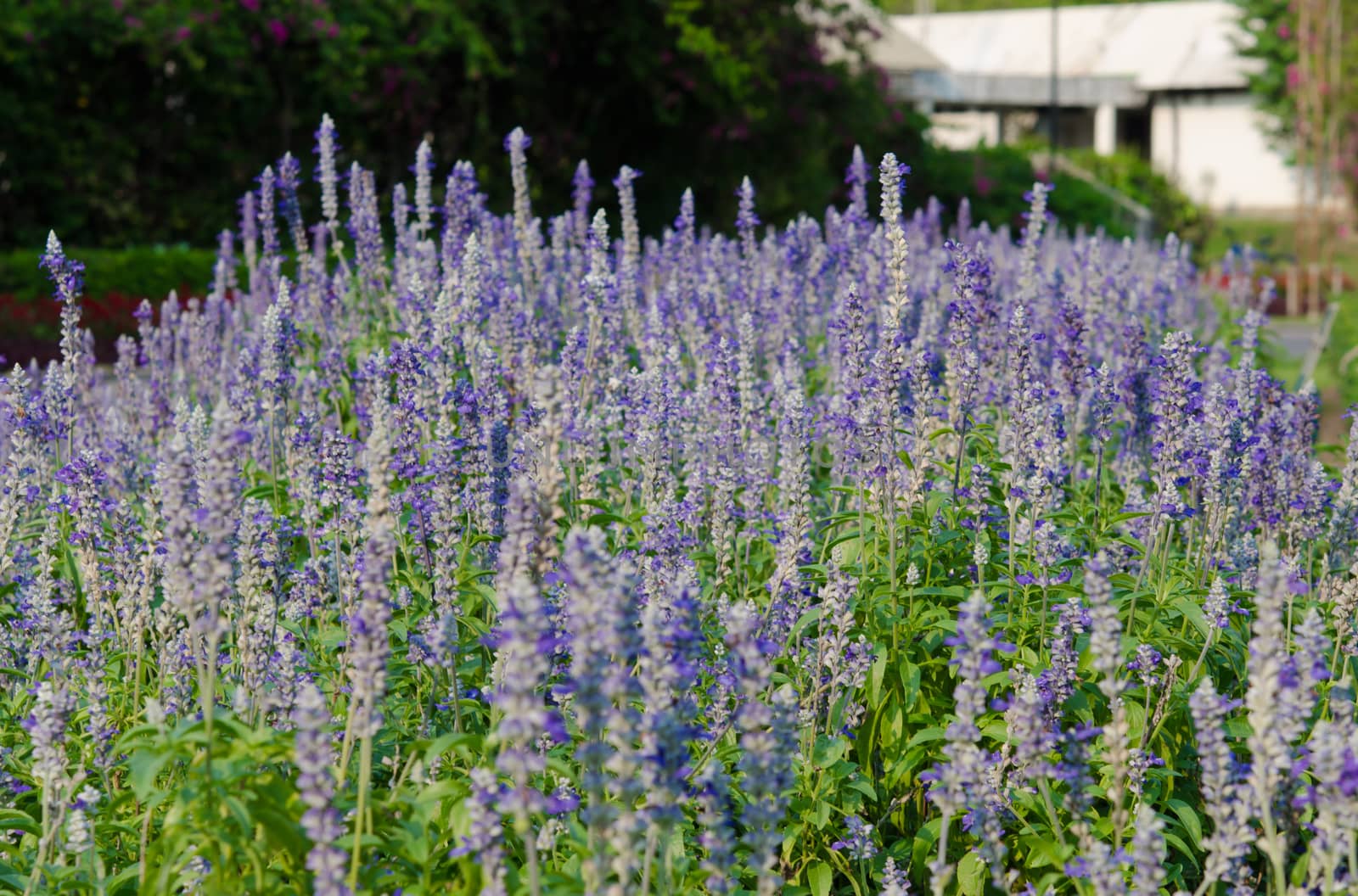 It is a herbaceous plant fragrant purple flowers.