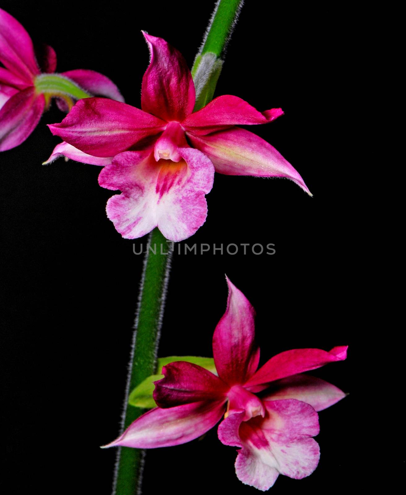 Red Calanthe hybrid, beautiful Calanthe