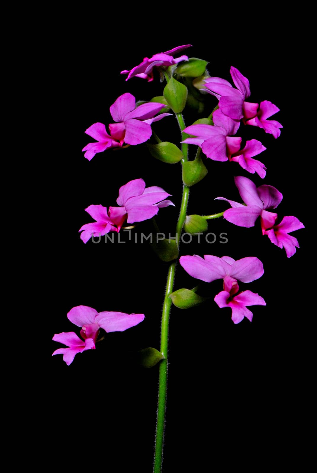 Inflorescence of colorful pink Calanthe, Calanthe rubens, terrestial orchid