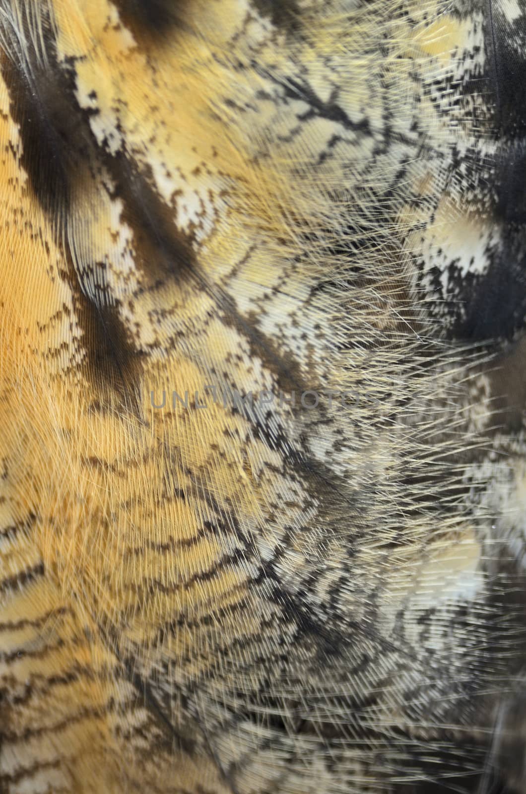 Closeup Eurasian Eagle Owl feathers 