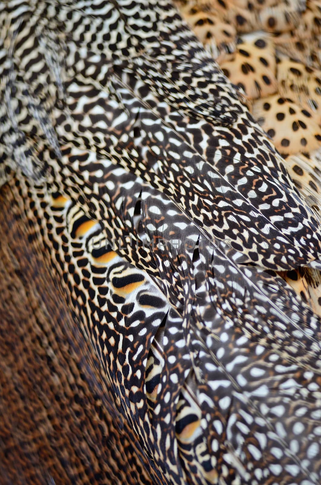 Green Peafowl feather background