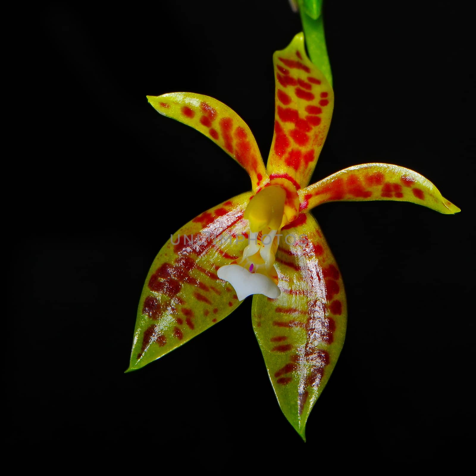 Phalaenopsis cornu-cervi by panuruangjan