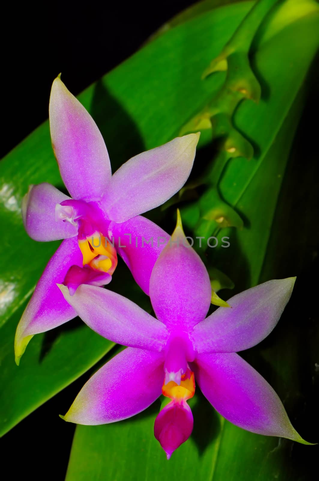 Purple orchid, Phalaenopsis violacea, isolated on a black background