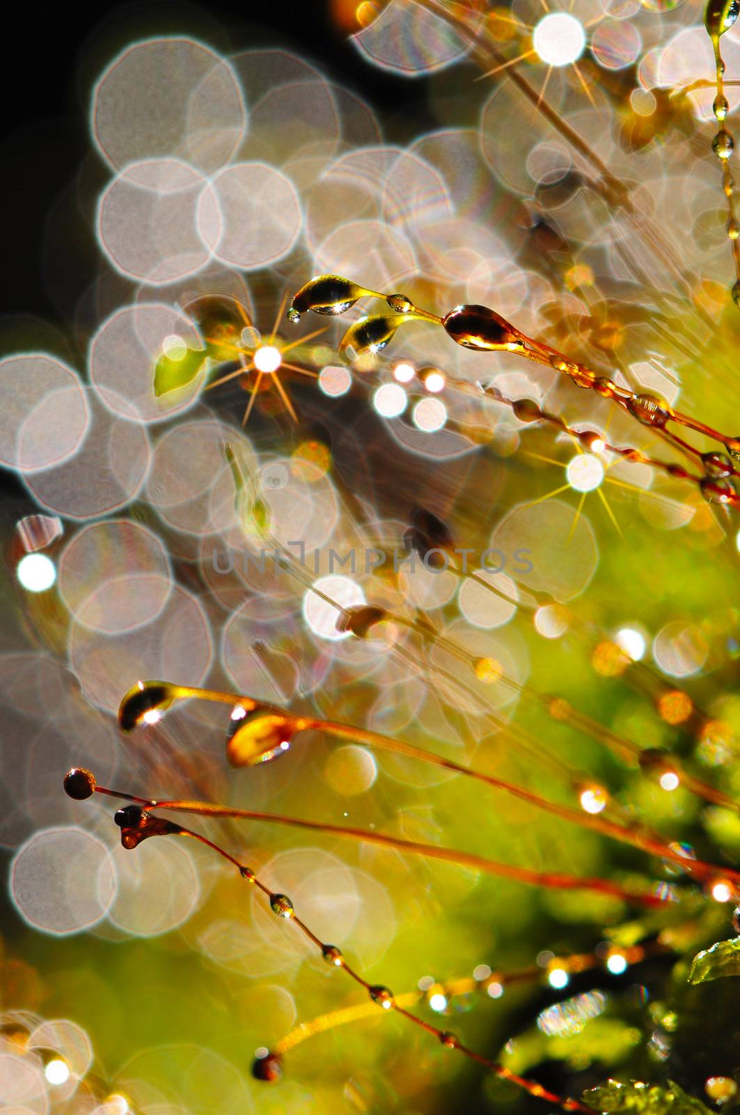 Water and moss bokeh background