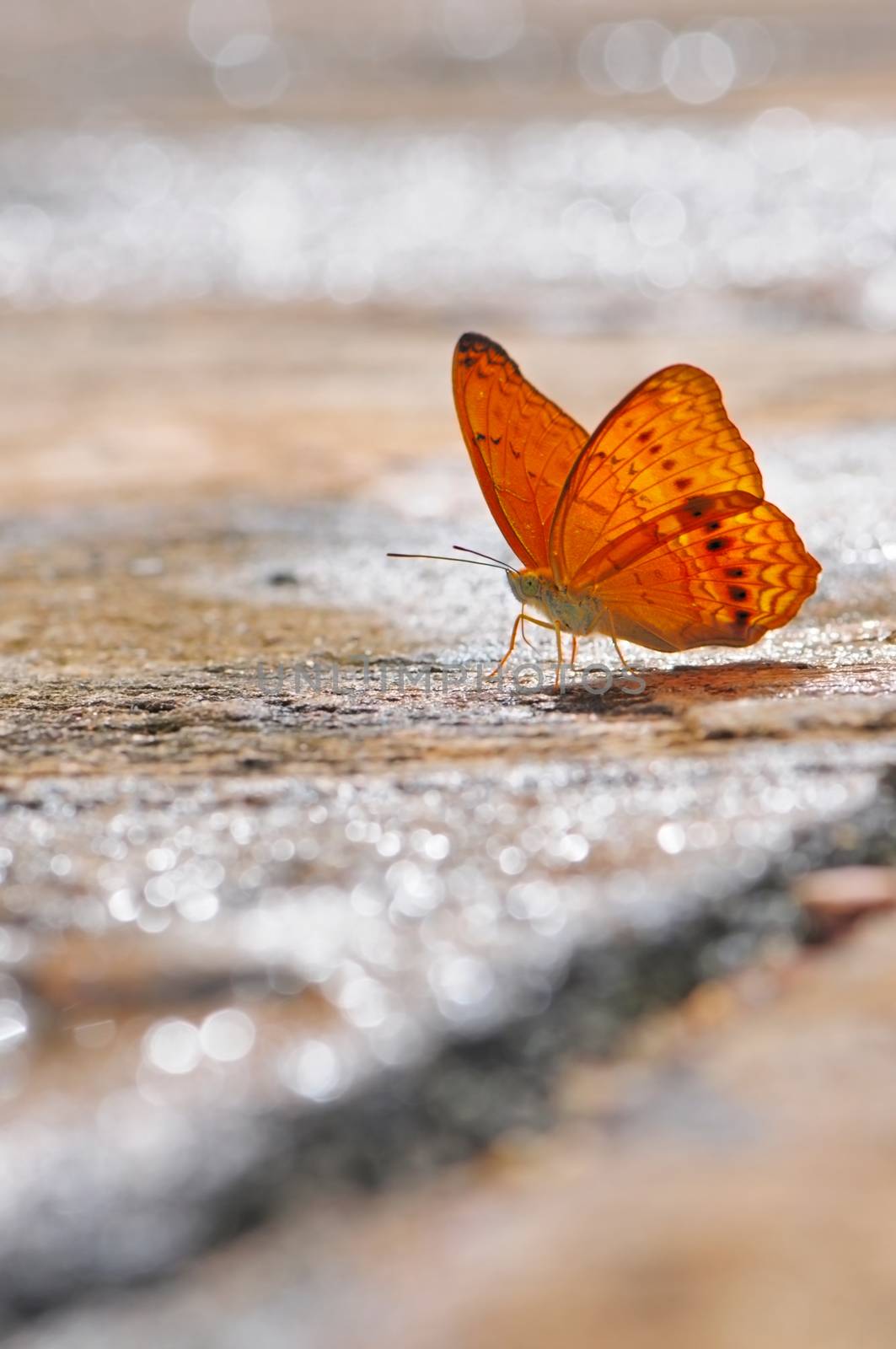 A beautiful of orange butterfly sittng on the rock with the river background