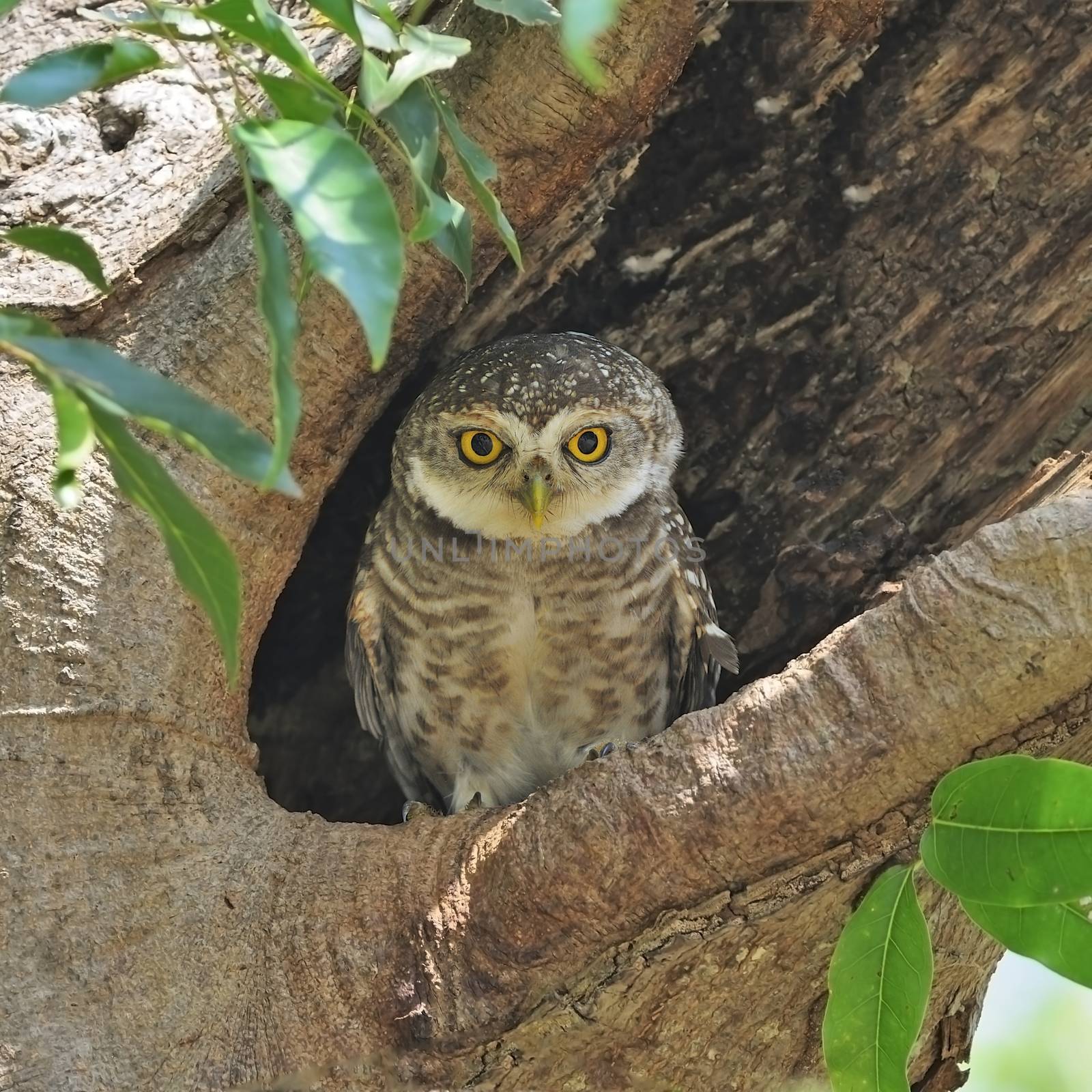 Spotted Owlet (Athene brama), resting on its hole
