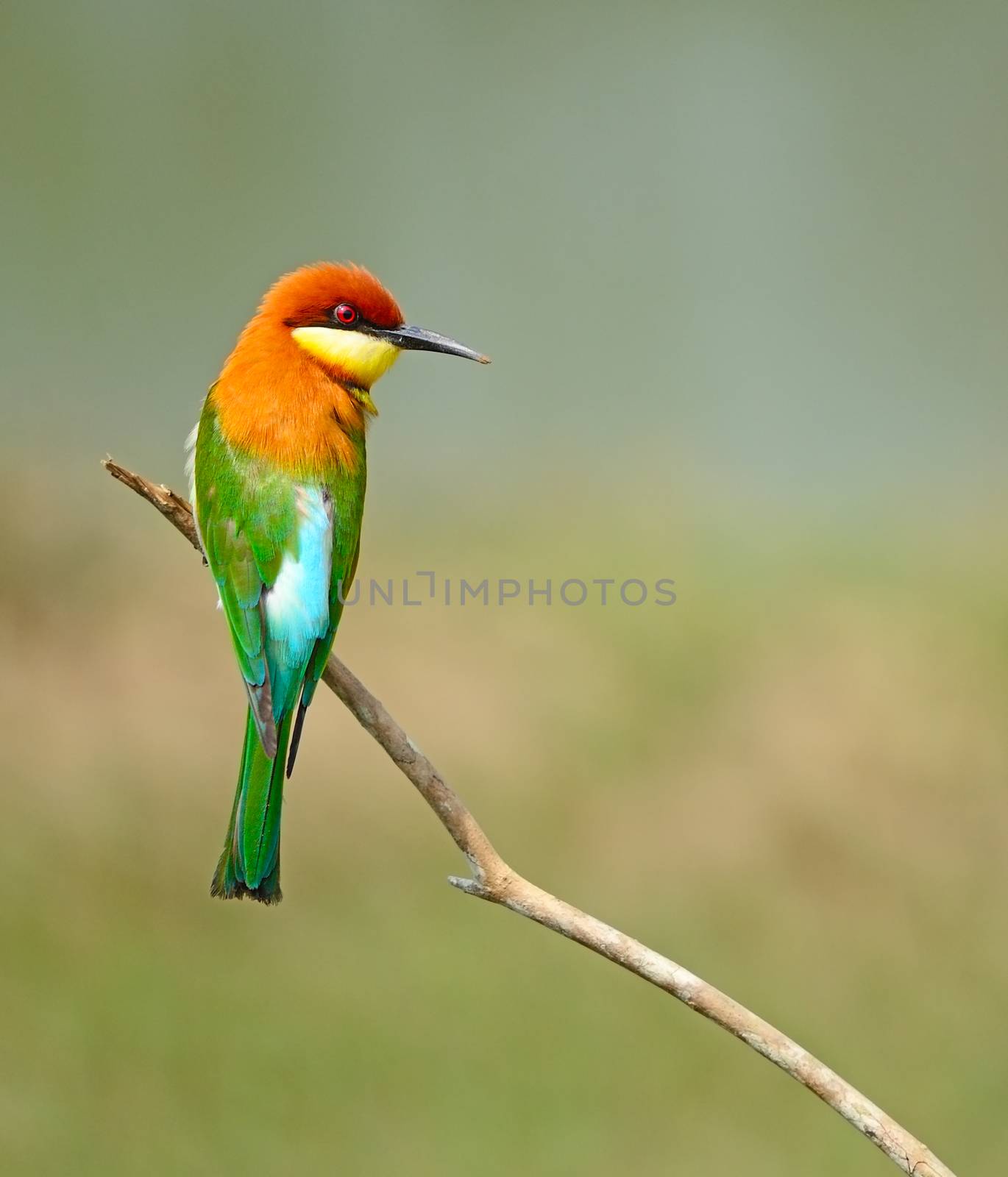 Portrait of colorful bird, Chestnut-headed Bee-eater (Merops leschenaulti) sitting on a branch