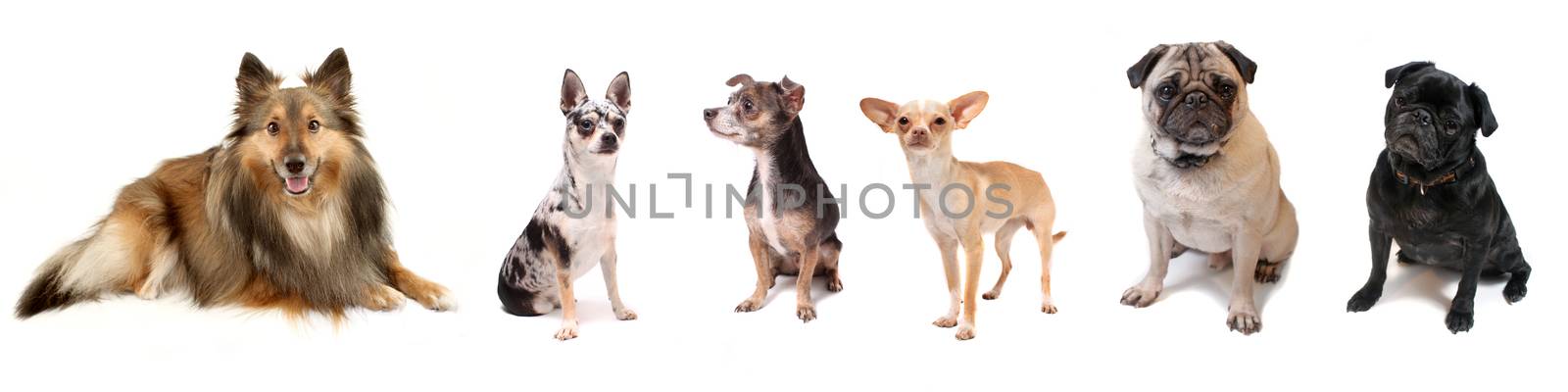 Banner like image of small dog breeds like Sheltie, Chihuahua and Pugs on a white background