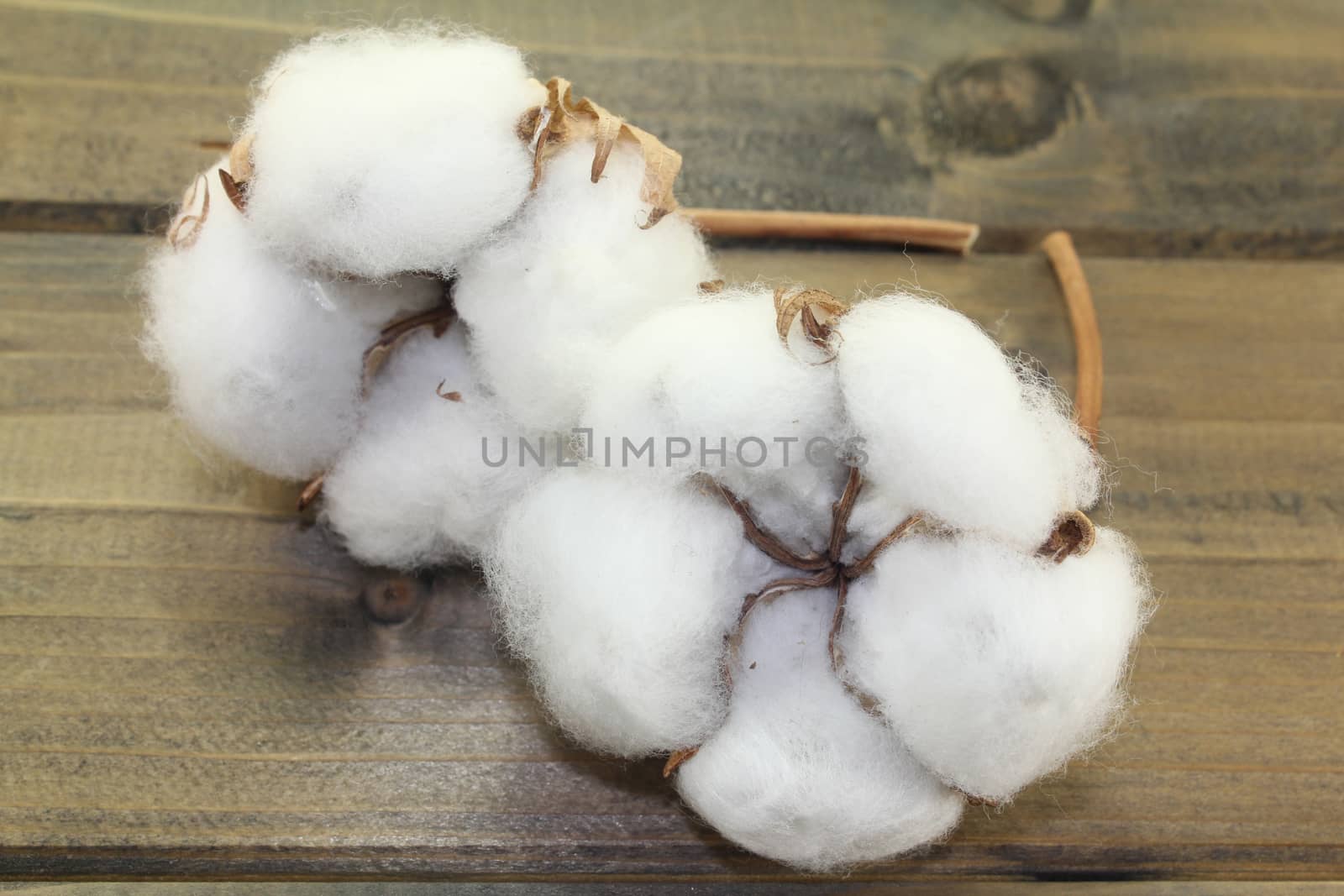 dried cotton flowers on a wooden board