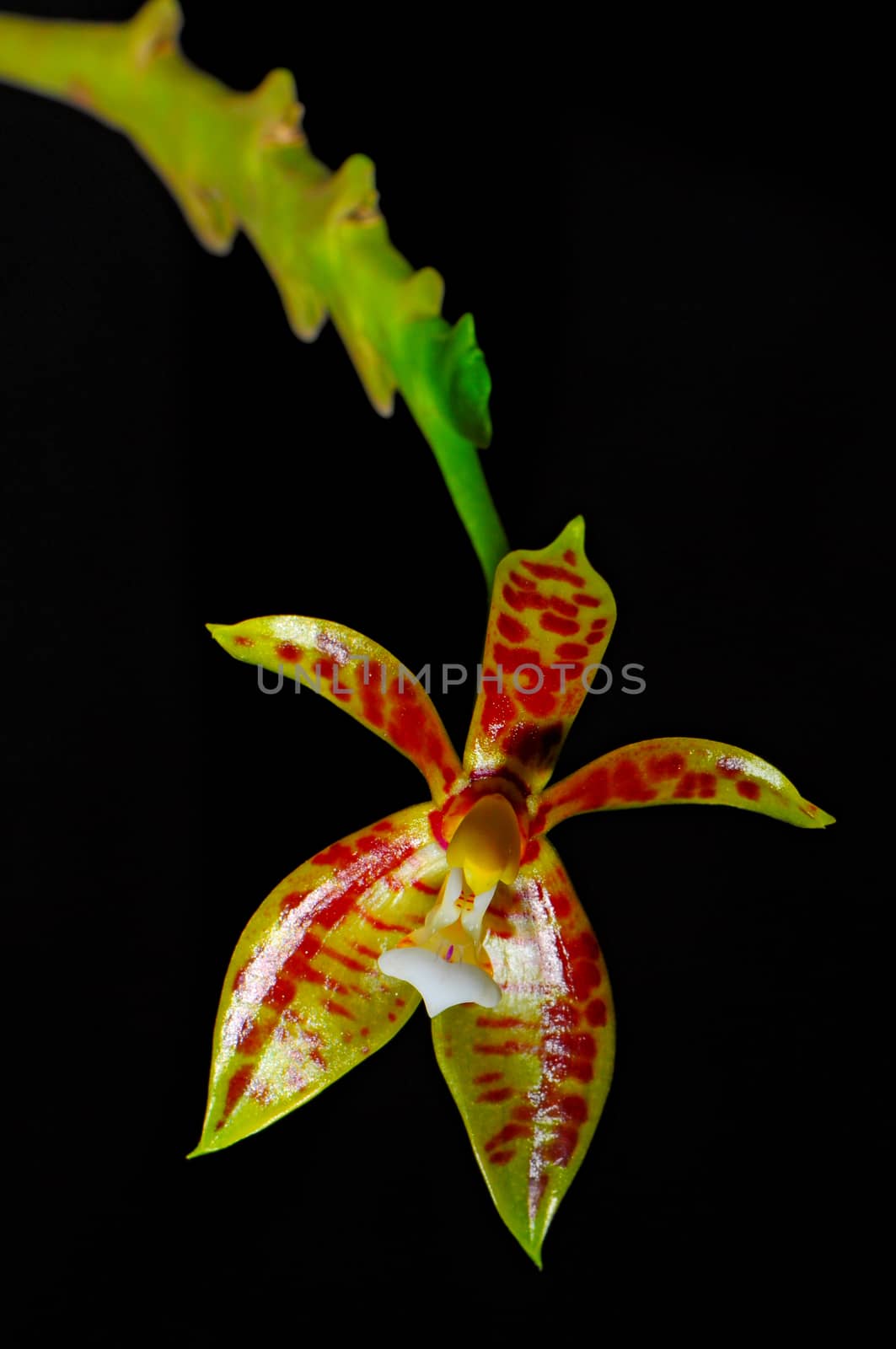 Yellow and spotted Phalaenopis, Phalaenopsis cornu-cervi