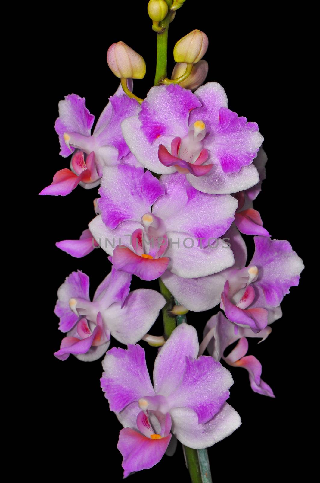 Inflorescence of peloric purple orchid, Phalaenopsis hybrid