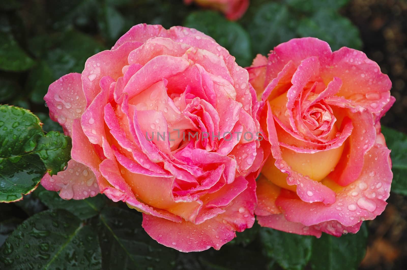 Two beautiful pink roses covered in rain drops