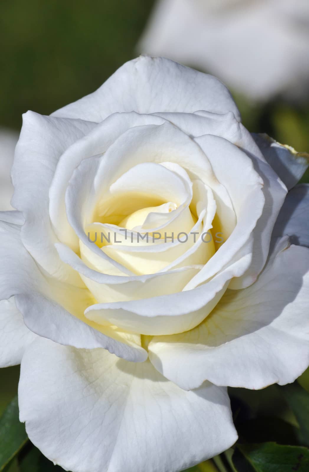 Beautiful single white rose in full bloom