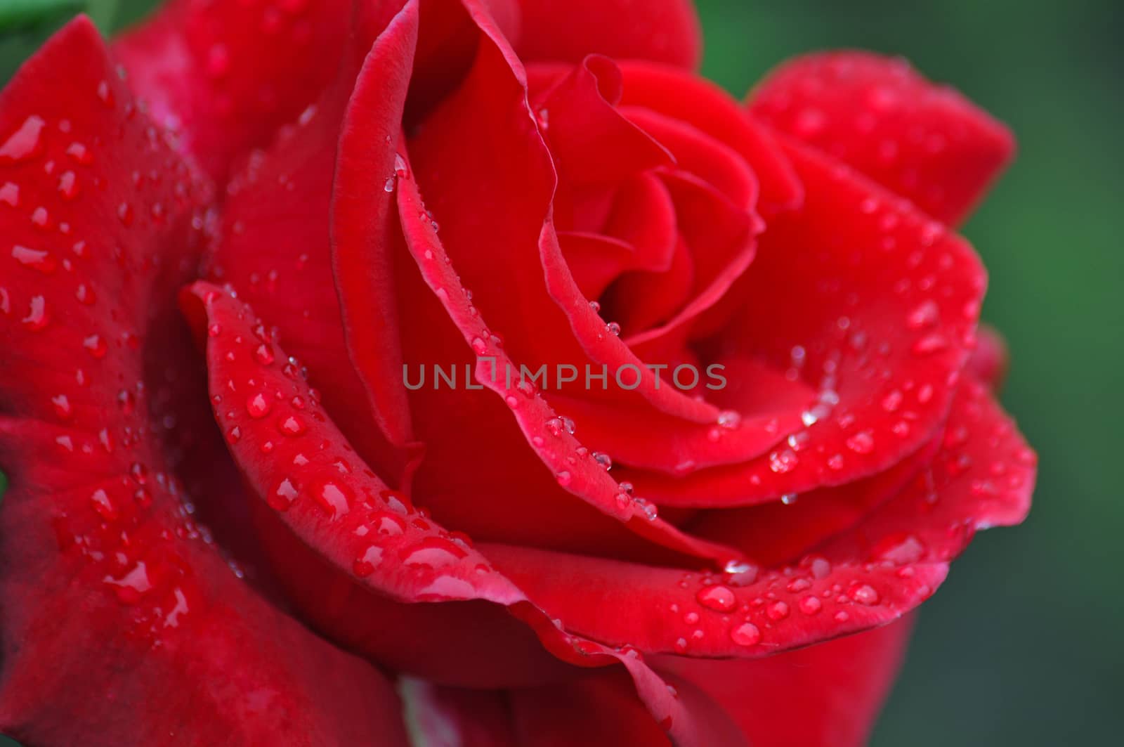Single red rose by ingperl