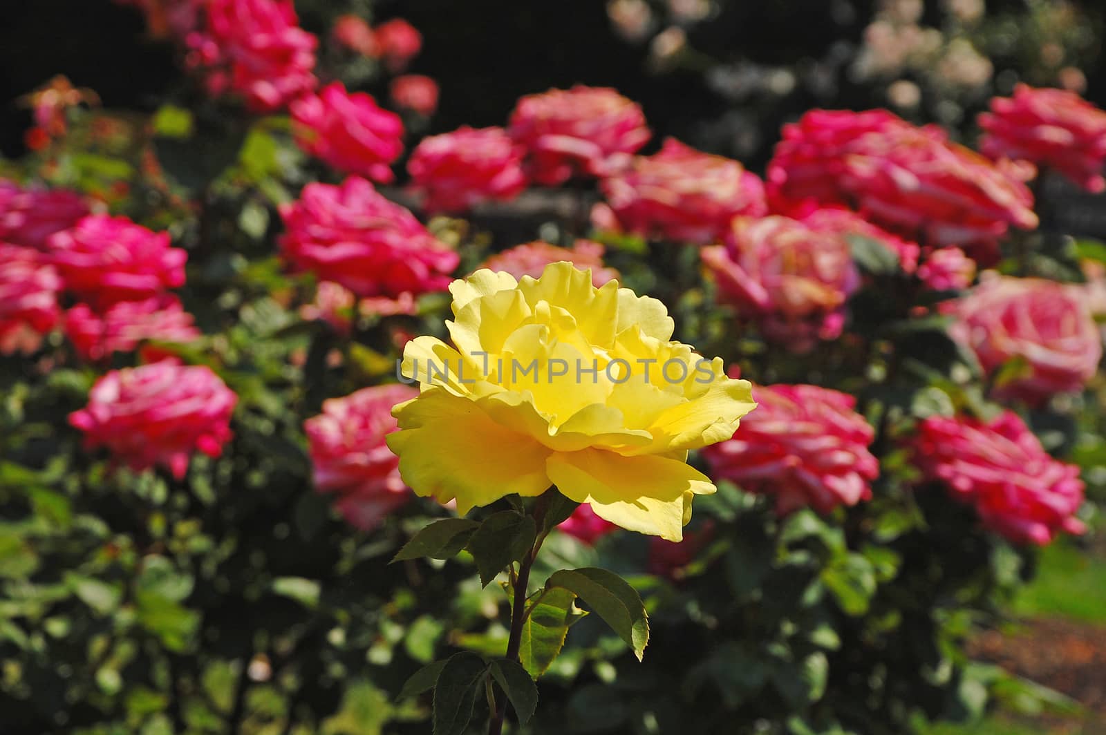 Single yellow rose blooming in pink rose garden