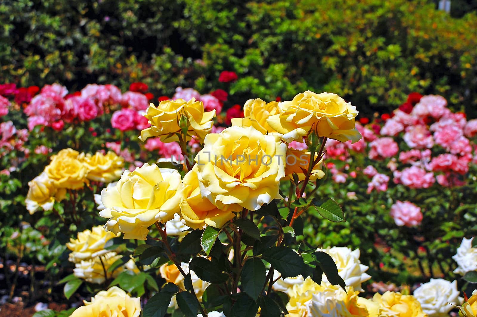 Beautiful yellow spring roses in full bloom