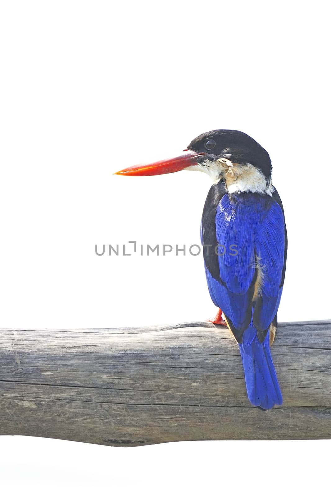 Colorful bird, Black-capped Kingfisher (Halcyon pileata) on a branch