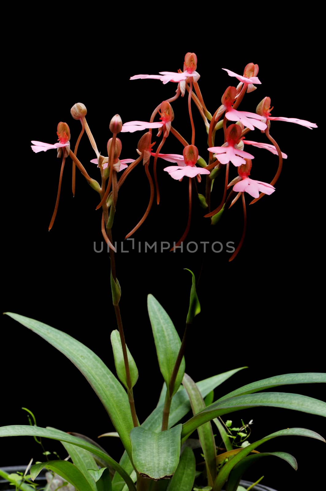 Ground orchid, Habenaria rhodocheila (pink form)