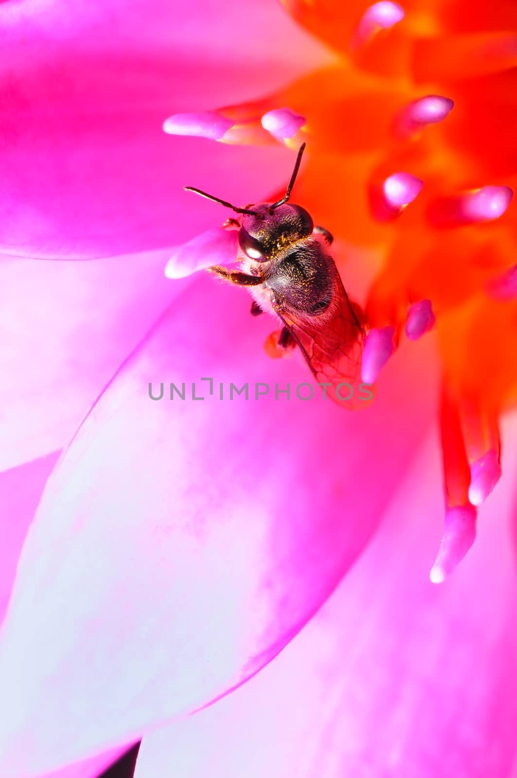 Beautiful waterlily with bee, using as a good background