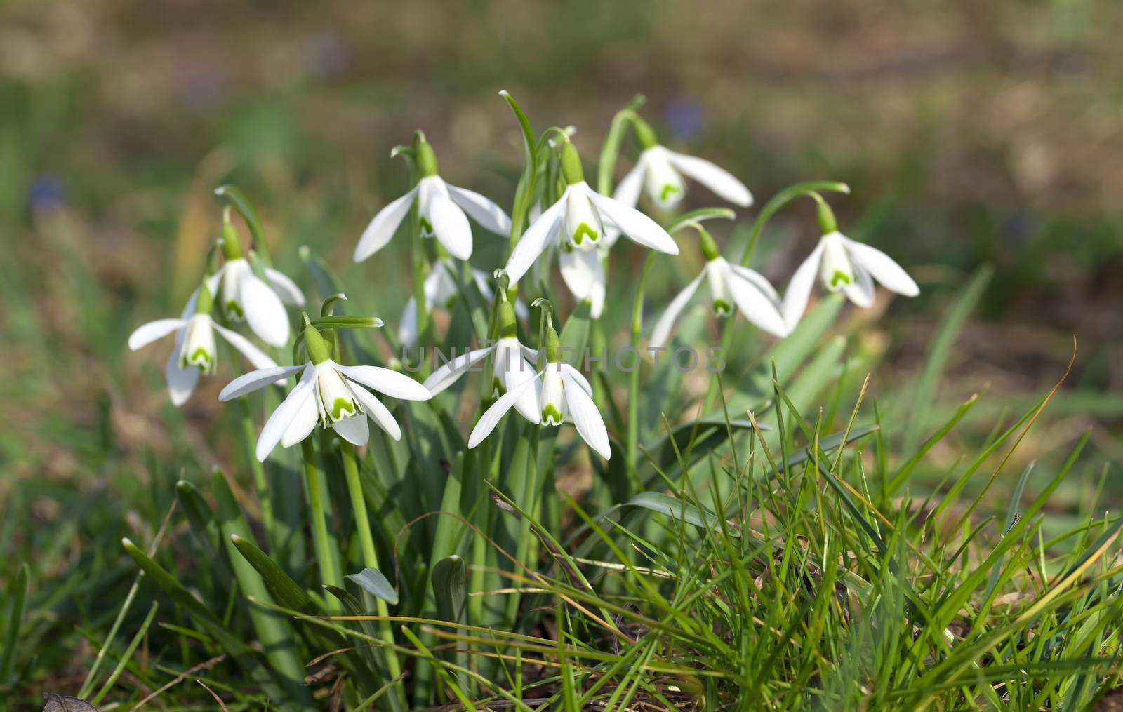 Close up of snowdrops spring. wild primrose flowers