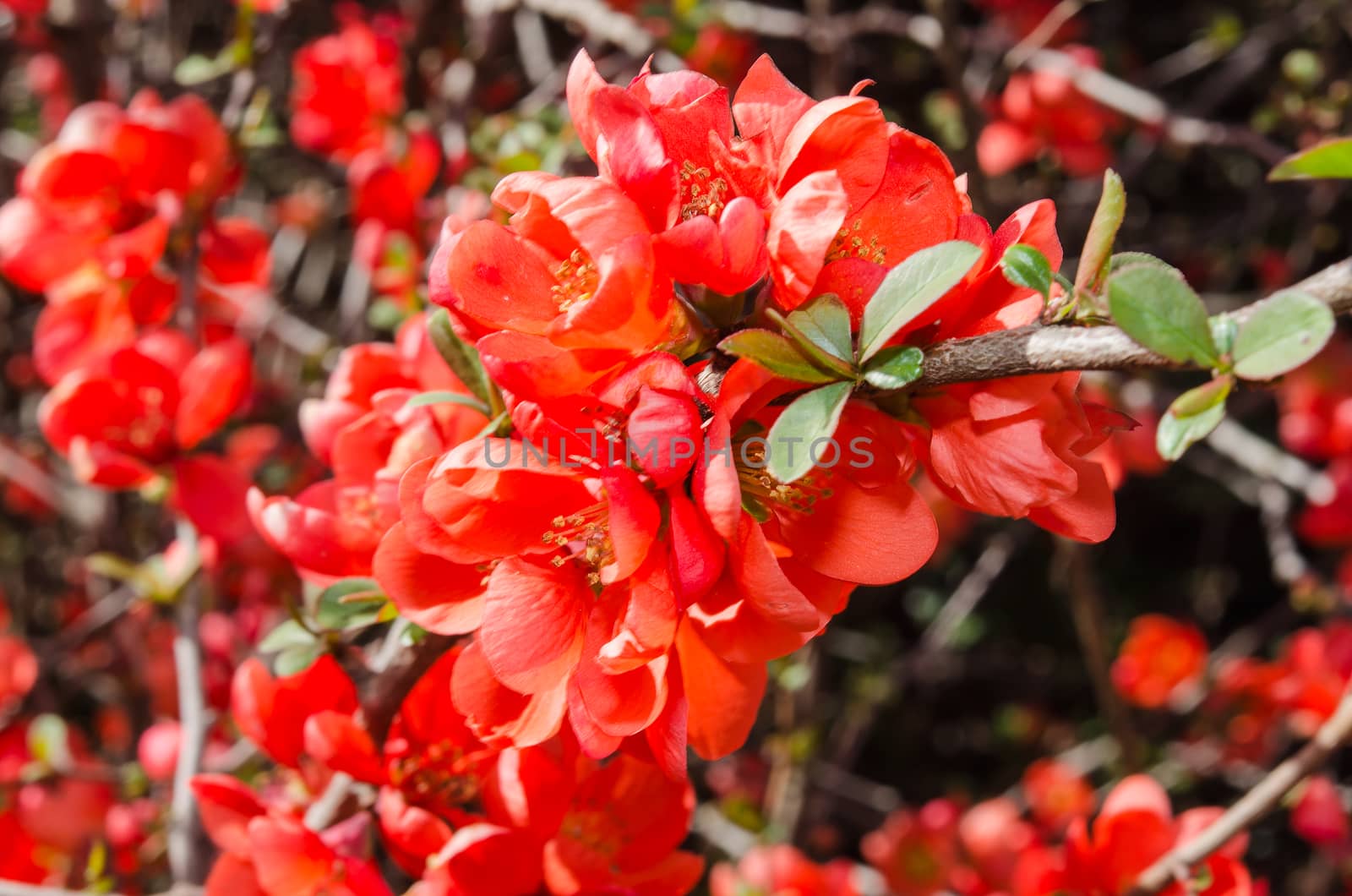 Springtime blooming branch on red flowering quince bush