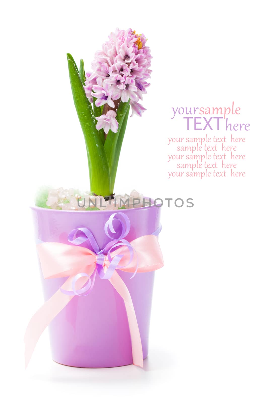 pink hyacinth flowers, isolated on white background.